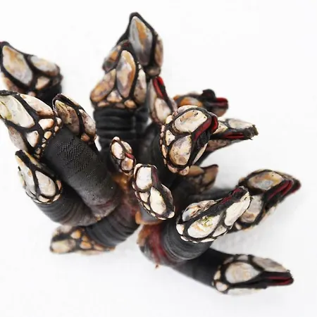 La Nana Del Mar / The Lullaby Of The Sea On Old Harbour Apartment *